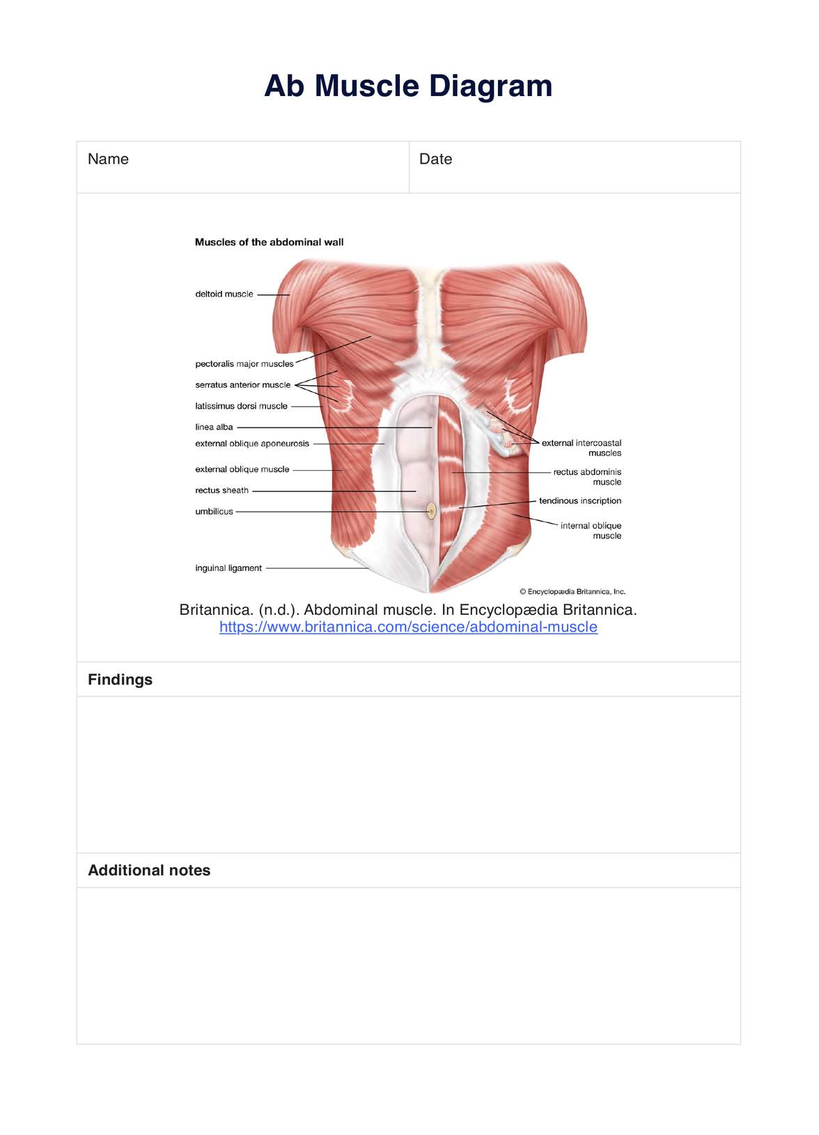 Ab Muscle Diagram PDF Example