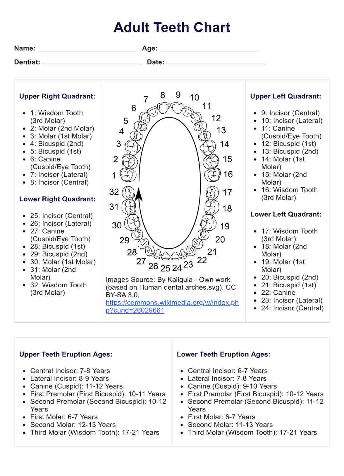 Adult Teeth PDF Example