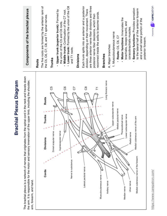 Brachial Plexus Diagram PDF Example