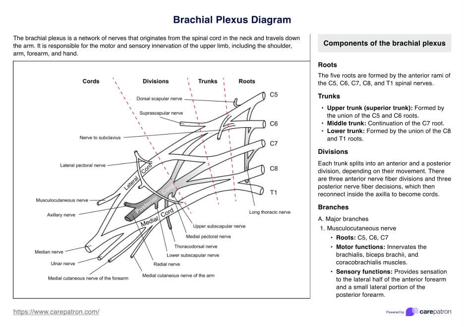 Brachial Plexus Diagram PDF Example