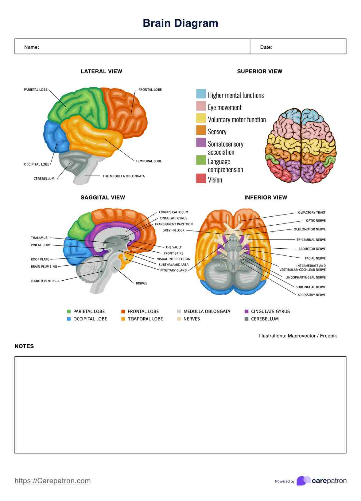 Brain Diagrams PDF Example