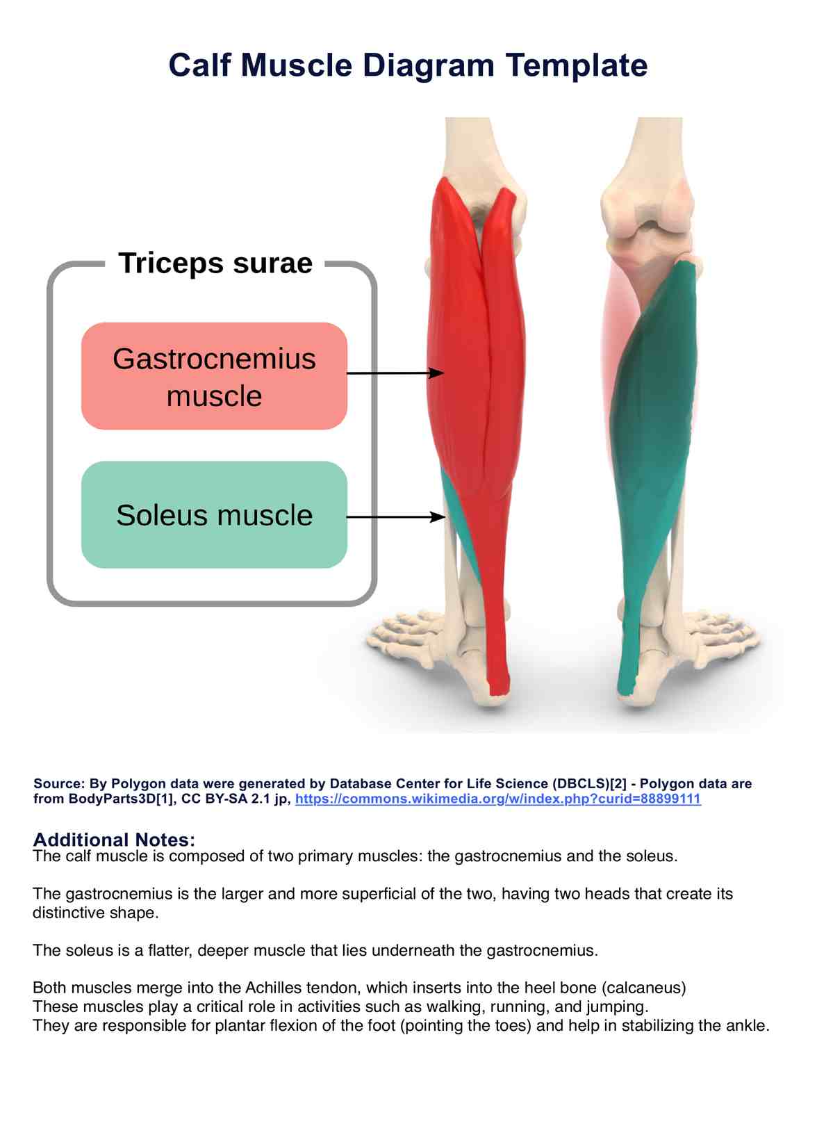 Calf Muscle Diagram PDF Example