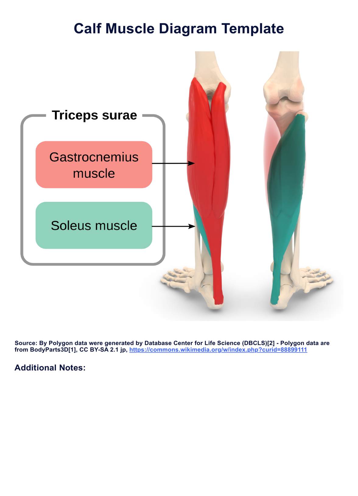 Calf Muscle Diagram PDF Example