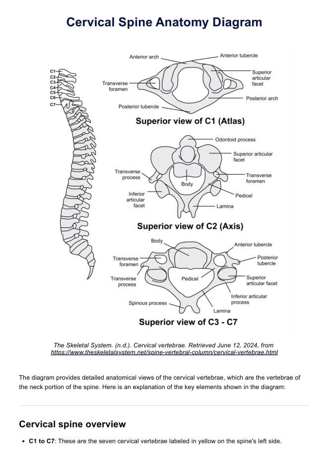 Cervical Spine Anatomy Diagram PDF Example