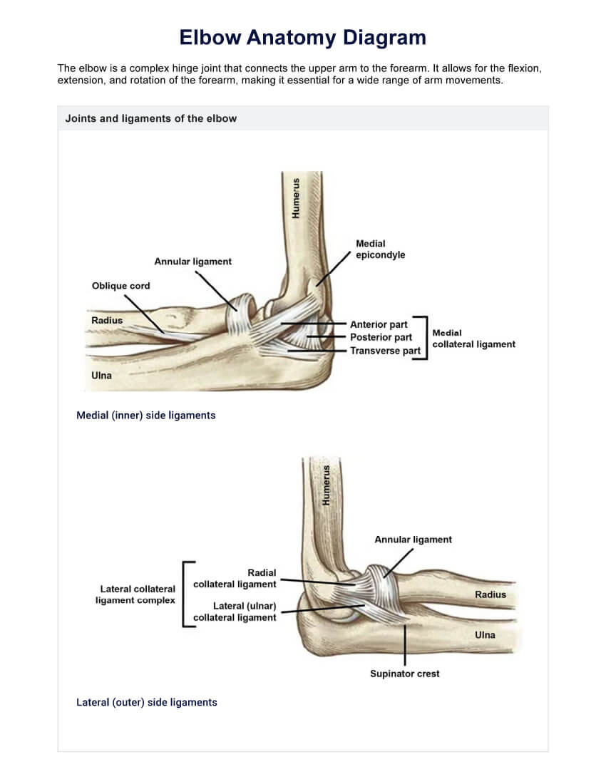 Elbow Anatomy Diagram PDF Example