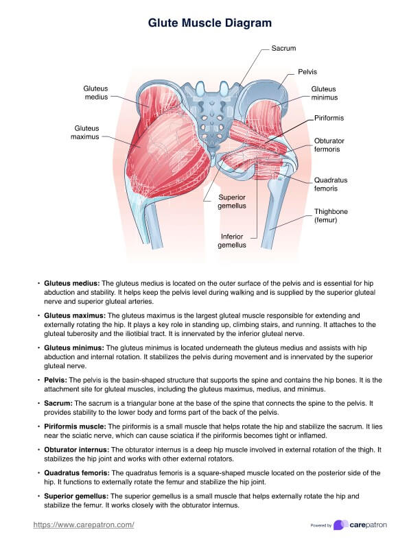 Glutemuskeldiagram PDF Example