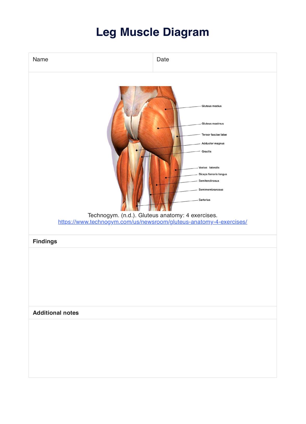Glute Muscle Diagram PDF Example