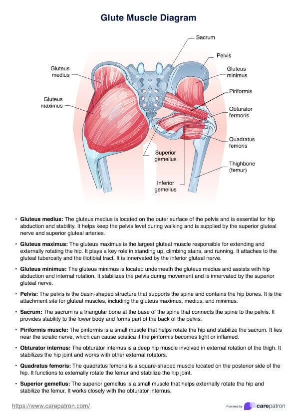 Glutemuskeldiagram PDF Example