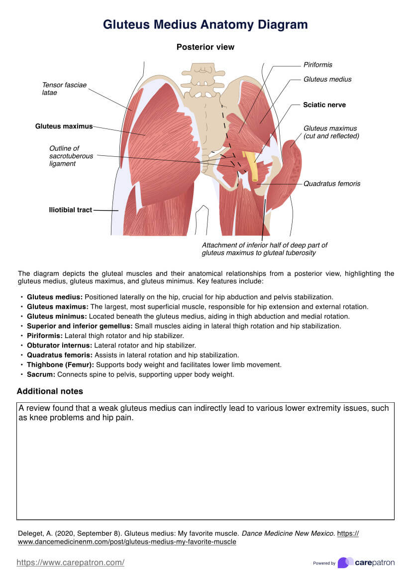 Gluteus Medius Anatomy Diagram PDF Example