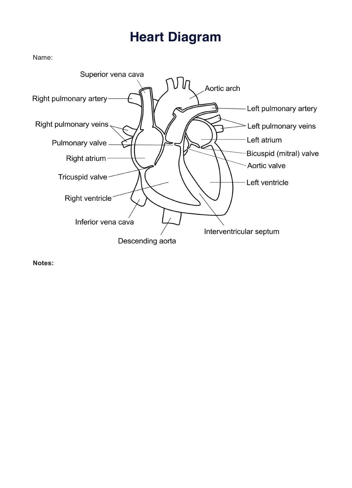 Heart Diagram PDF Example