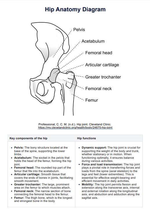 Hip Anatomy Diagram PDF Example