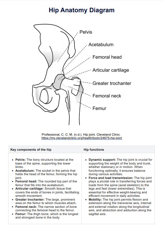 Hip Anatomy Diagram PDF Example