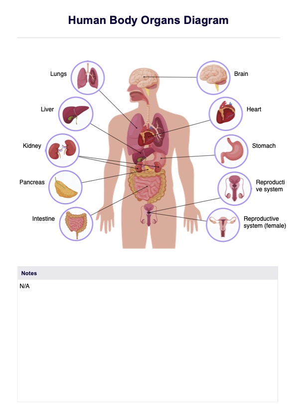 Human Body Organs Diagram PDF Example