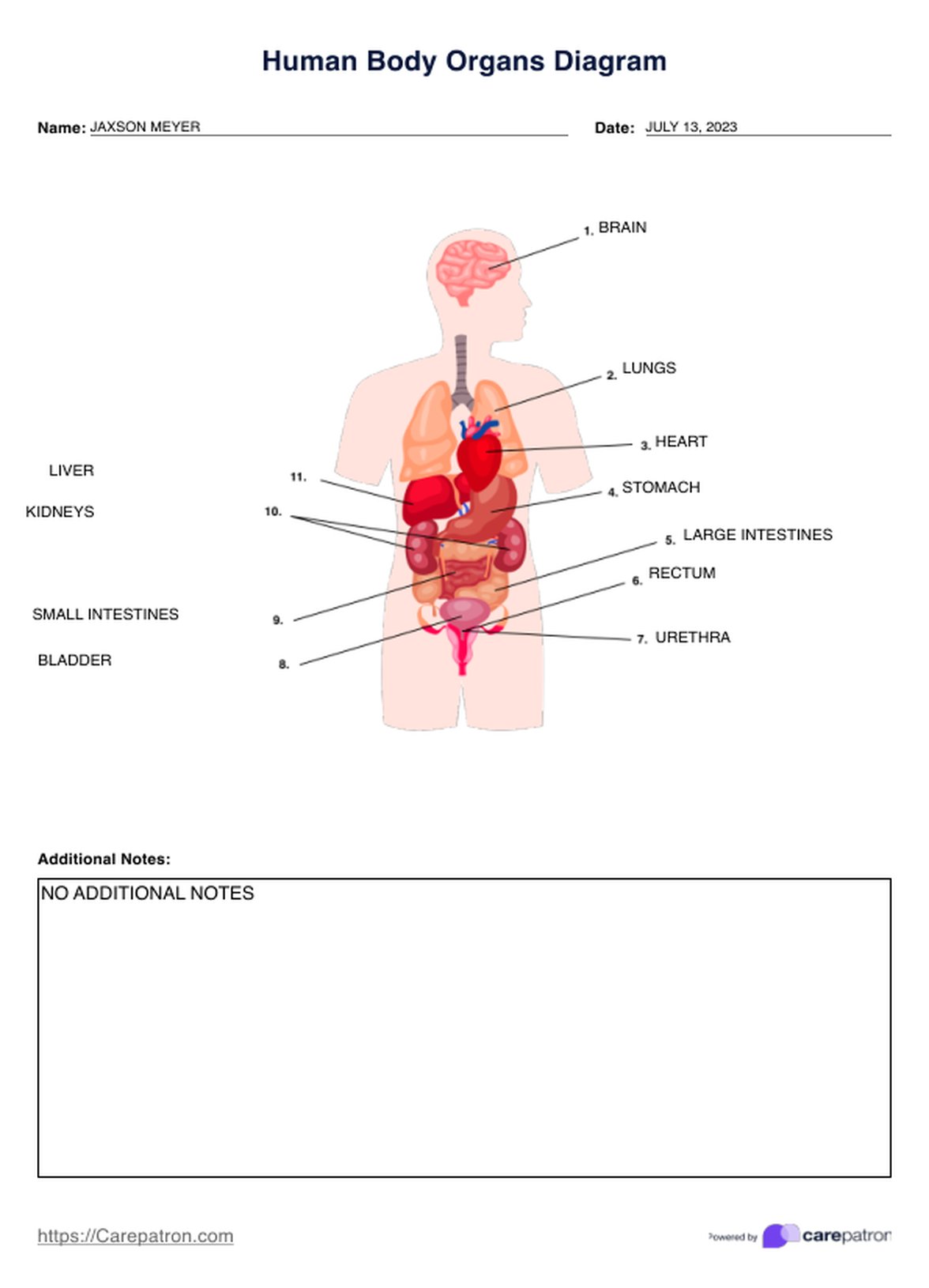 Human Body Organs Diagram PDF Example