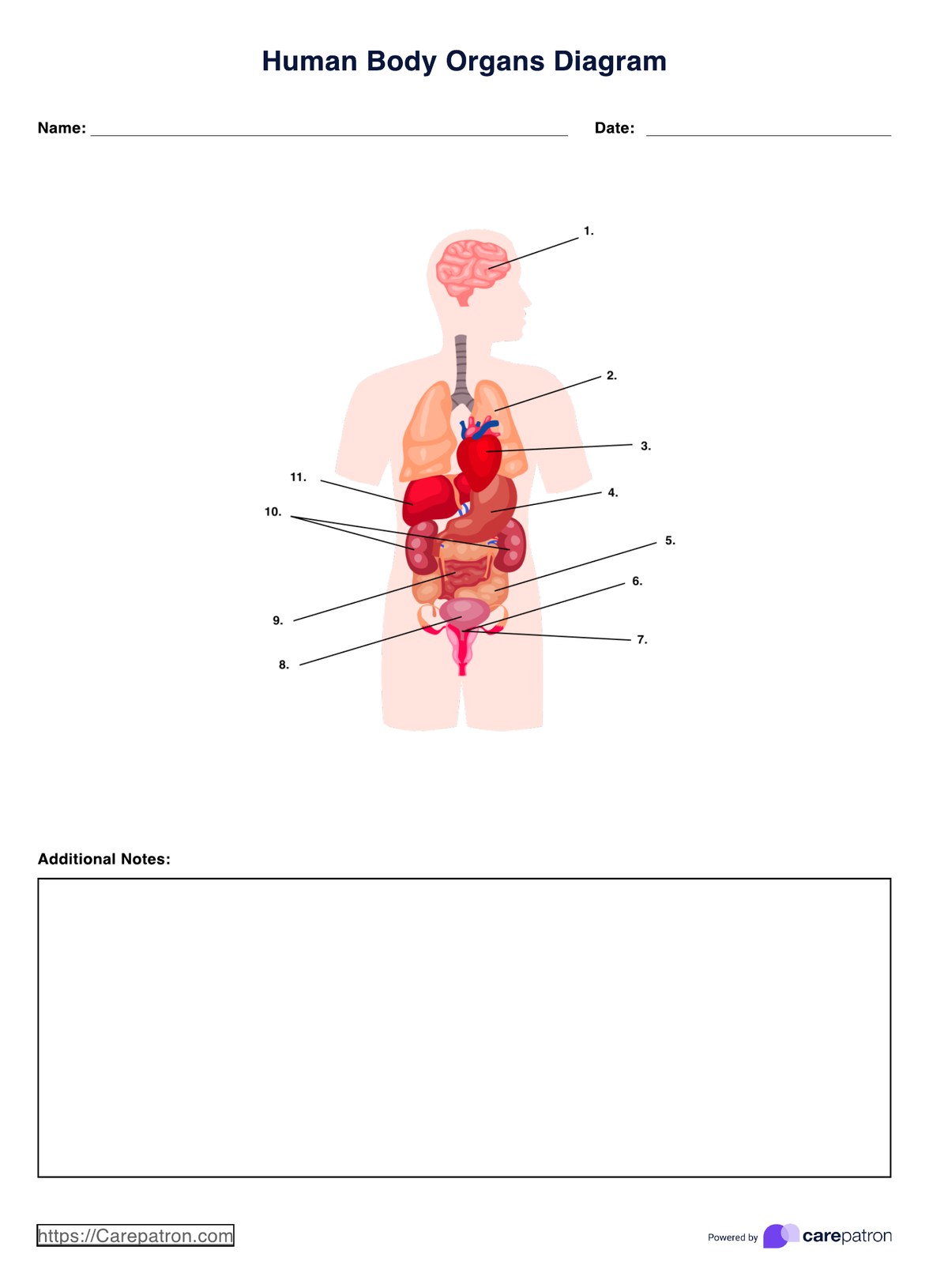 Human Body Organs Diagram PDF Example