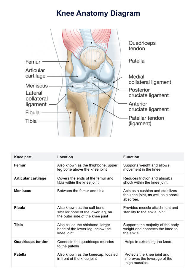 Knee Anatomy Diagram PDF Example