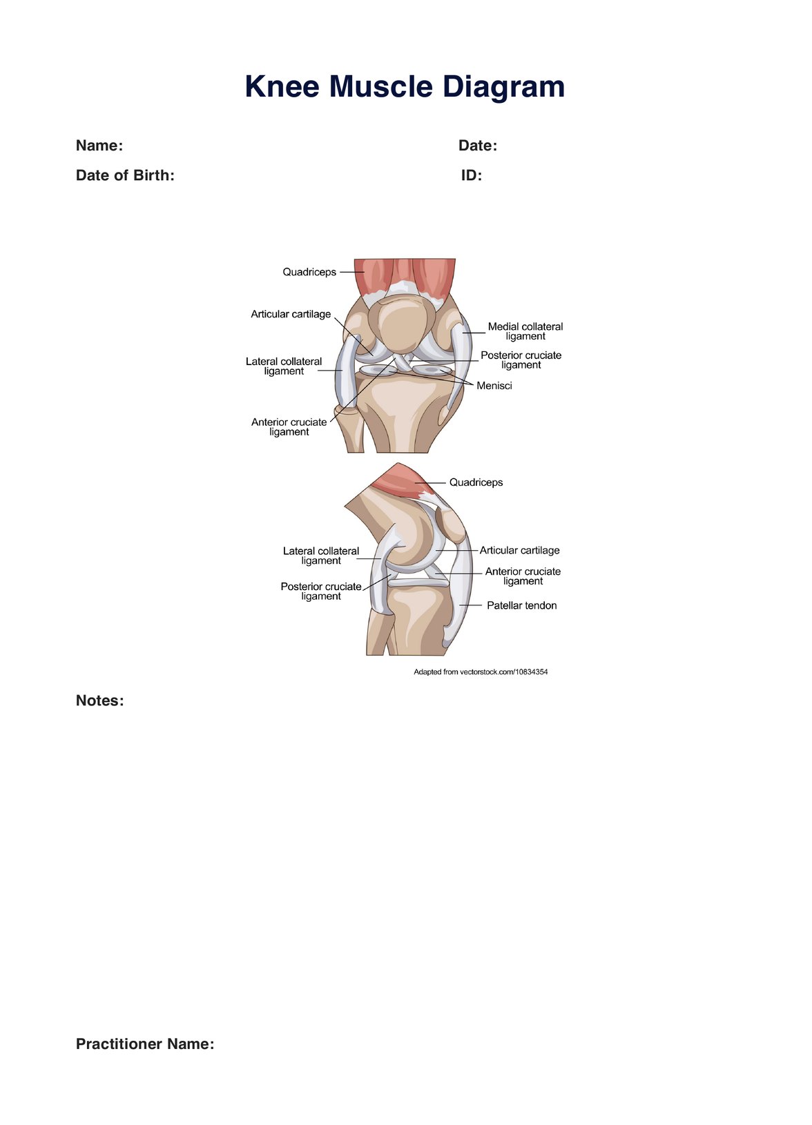 Knee Muscle Diagram PDF Example