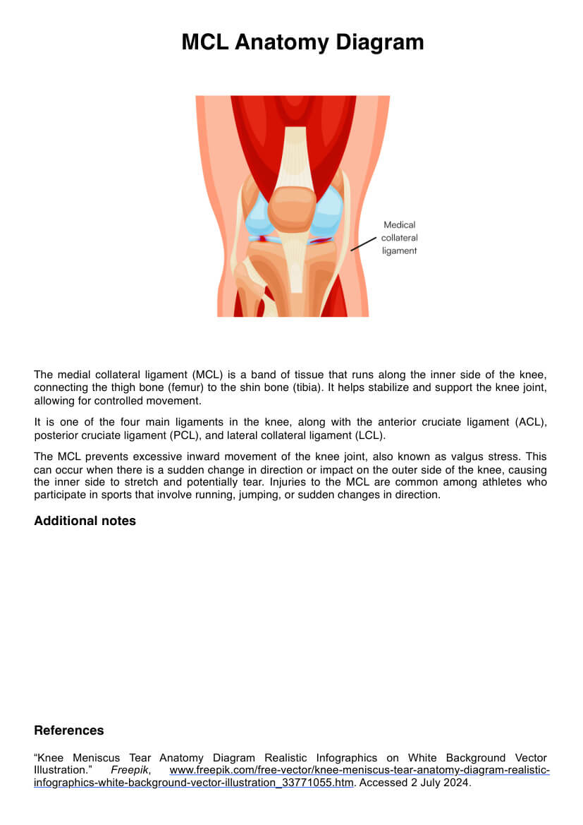 MCL Anatomy Diagram PDF Example