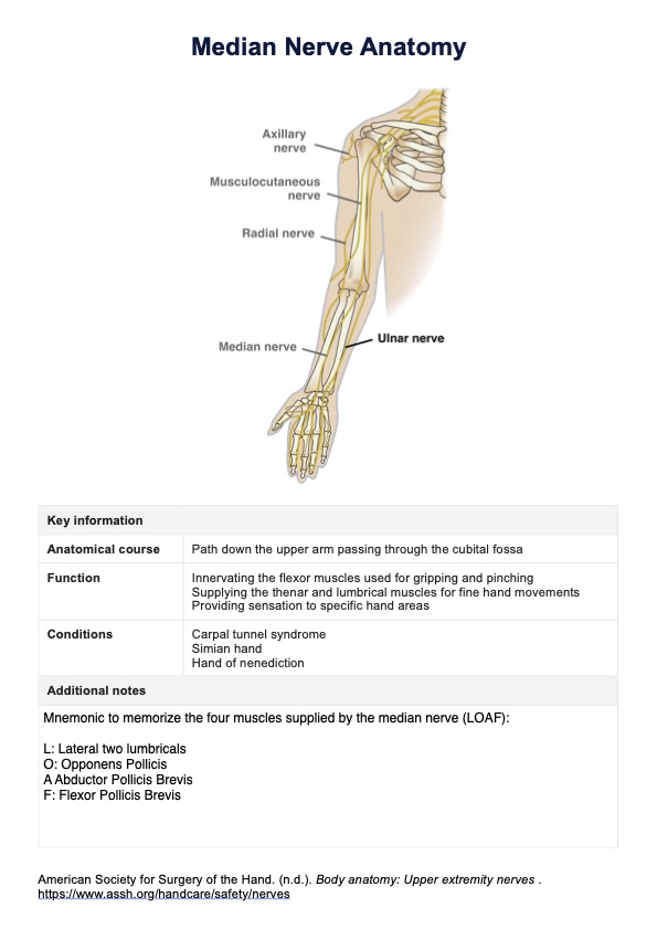 Median Nerve Anatomy Diagram PDF Example
