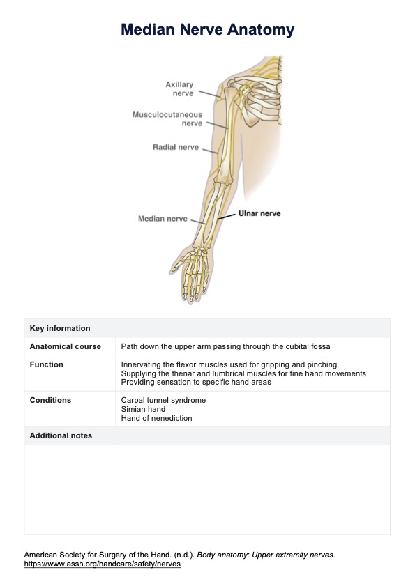 Median Nerve Anatomy Diagram PDF Example