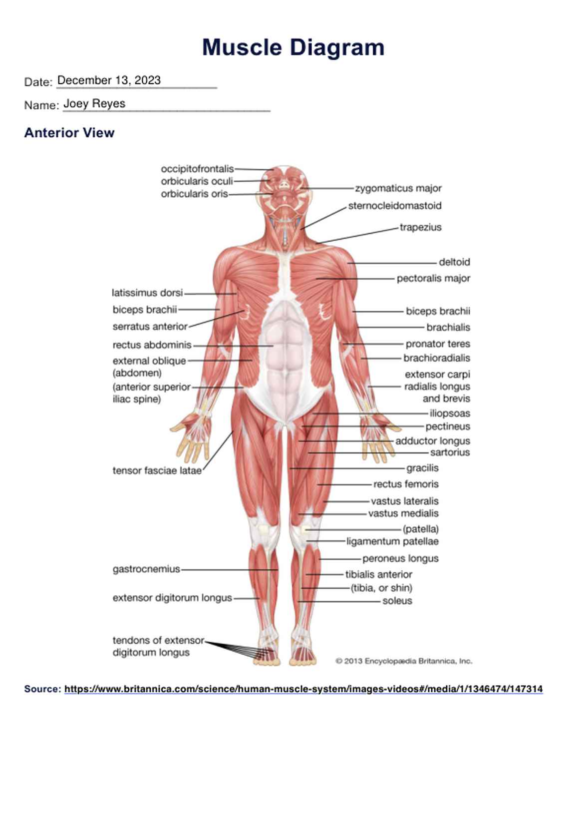 Muscle Diagram PDF Example
