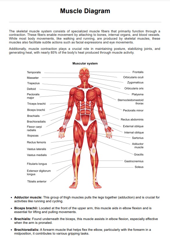 Sơ đồ cơ bắp PDF Example