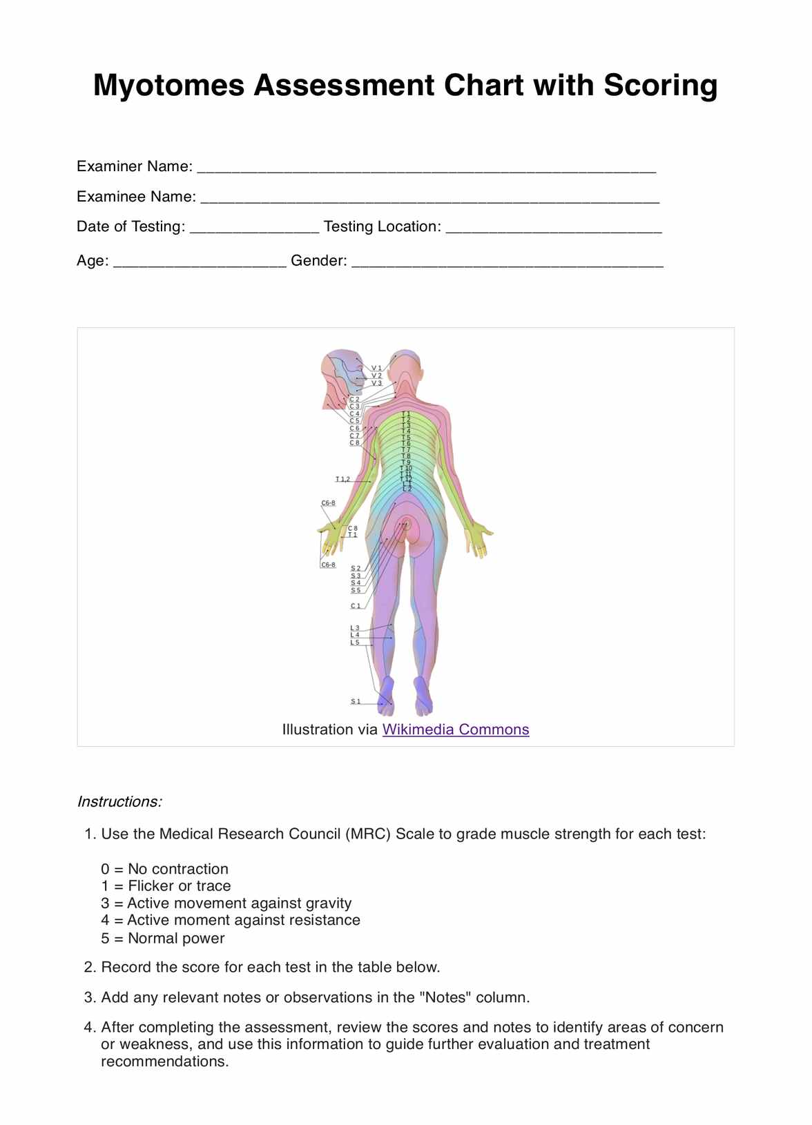 Myotomes Chart PDF Example
