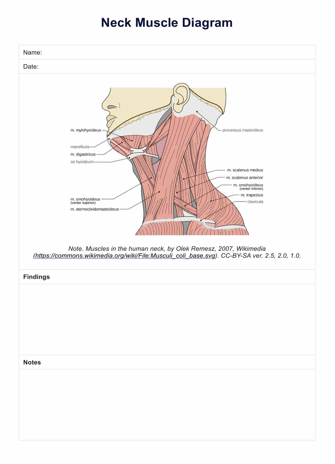 Neck Muscle Diagram PDF Example