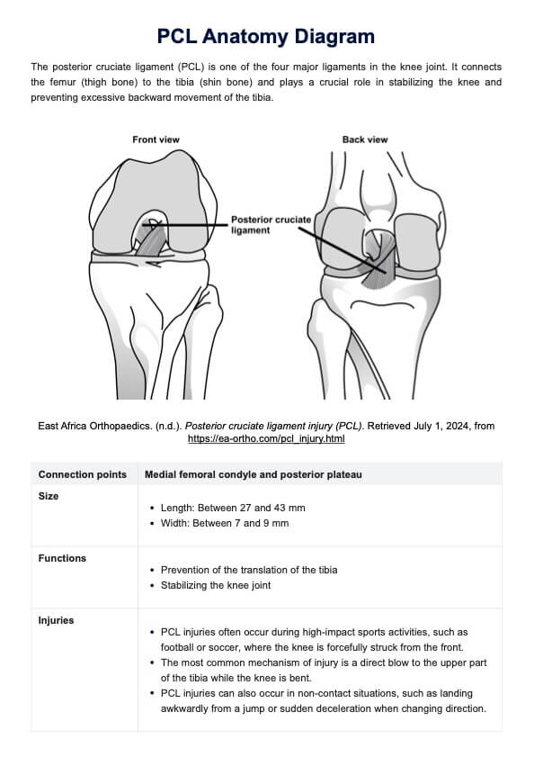 PCL Anatomy Diagram PDF Example