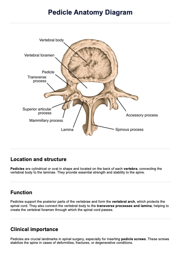 Thoracic Spine Anatomy Diagram & Example | Free PDF Download