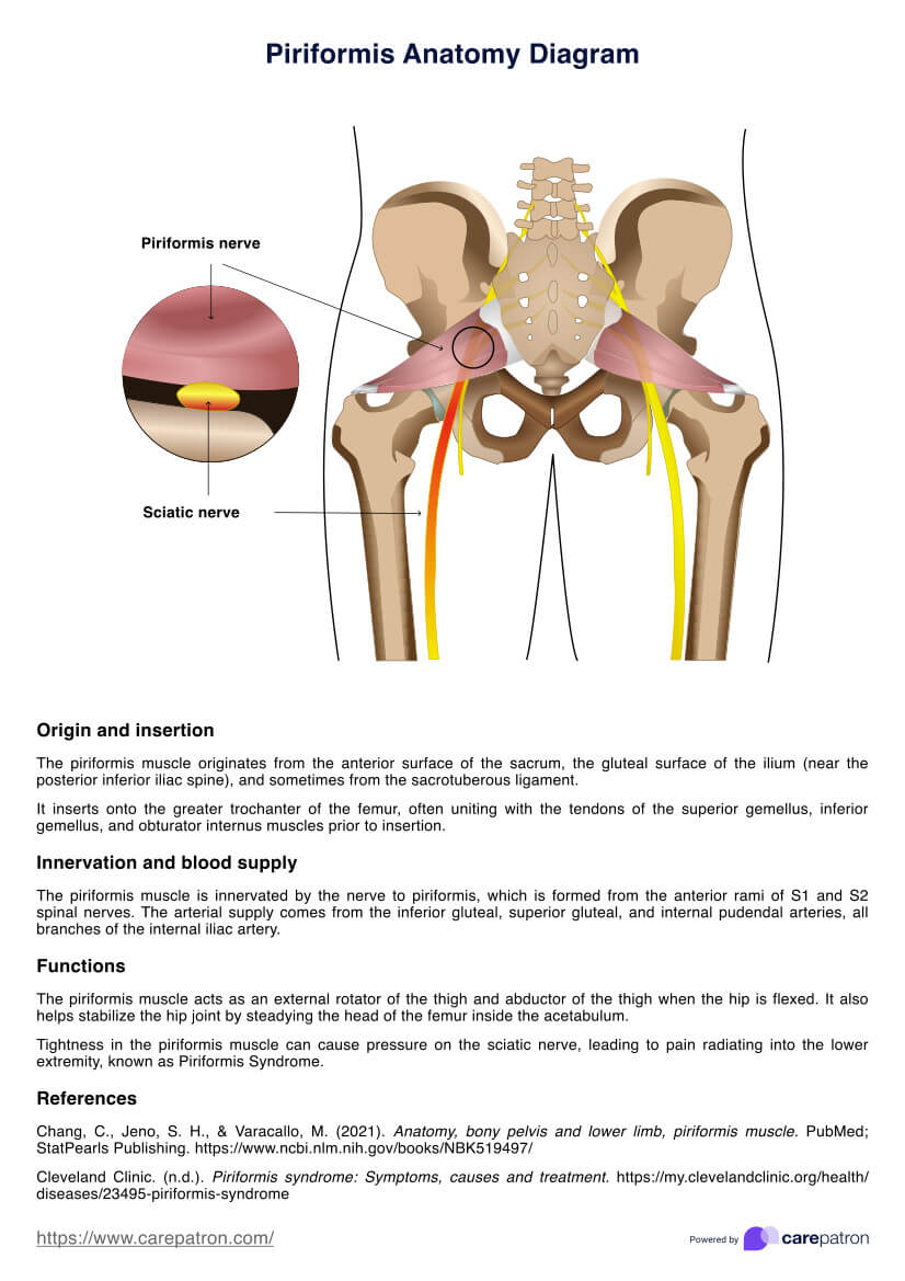 Piriformis Anatomy Diagram PDF Example