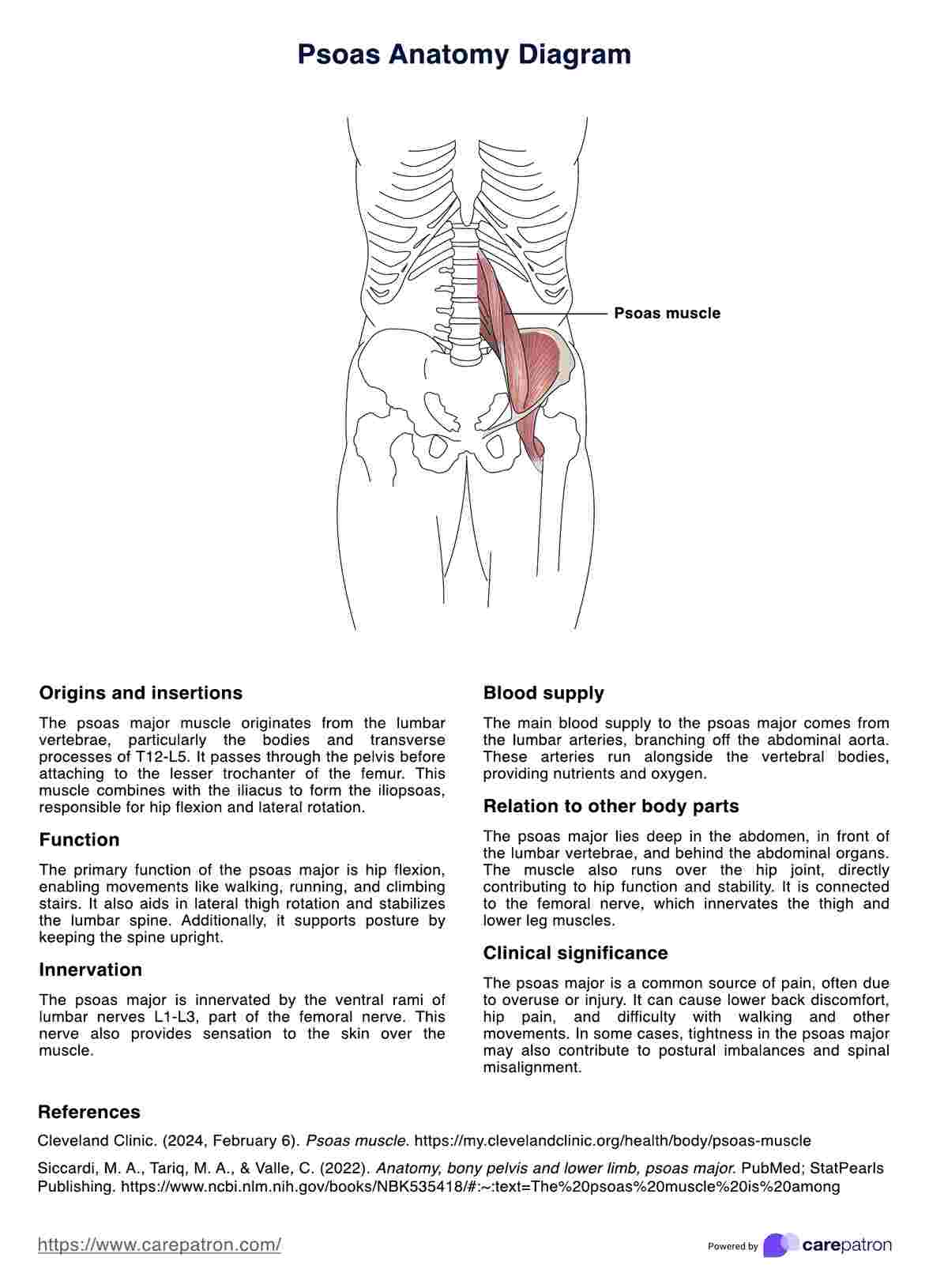 Psoas Anatomy Diagram PDF Example