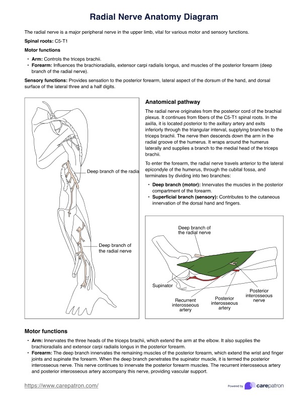 Radial Nerve Anatomy Diagram PDF Example
