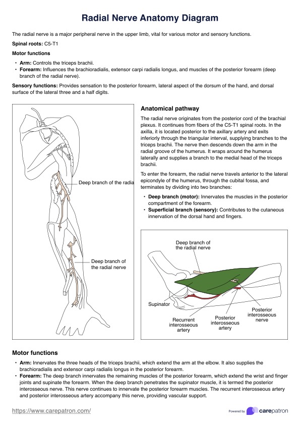 Radial Nerve Anatomy Diagram PDF Example