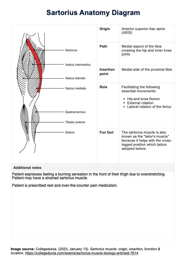 Sartorius Anatomy Diagram PDF Example