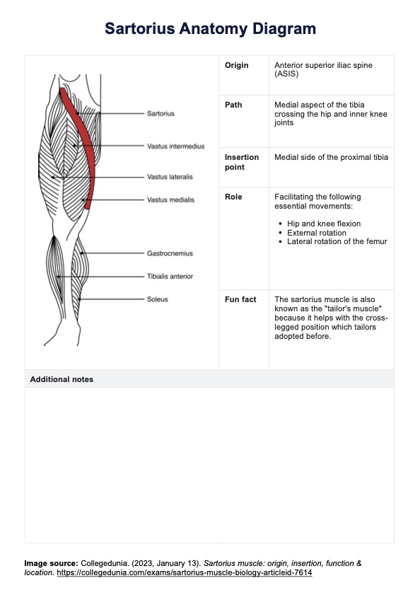 Sartorius Anatomy Diagram PDF Example
