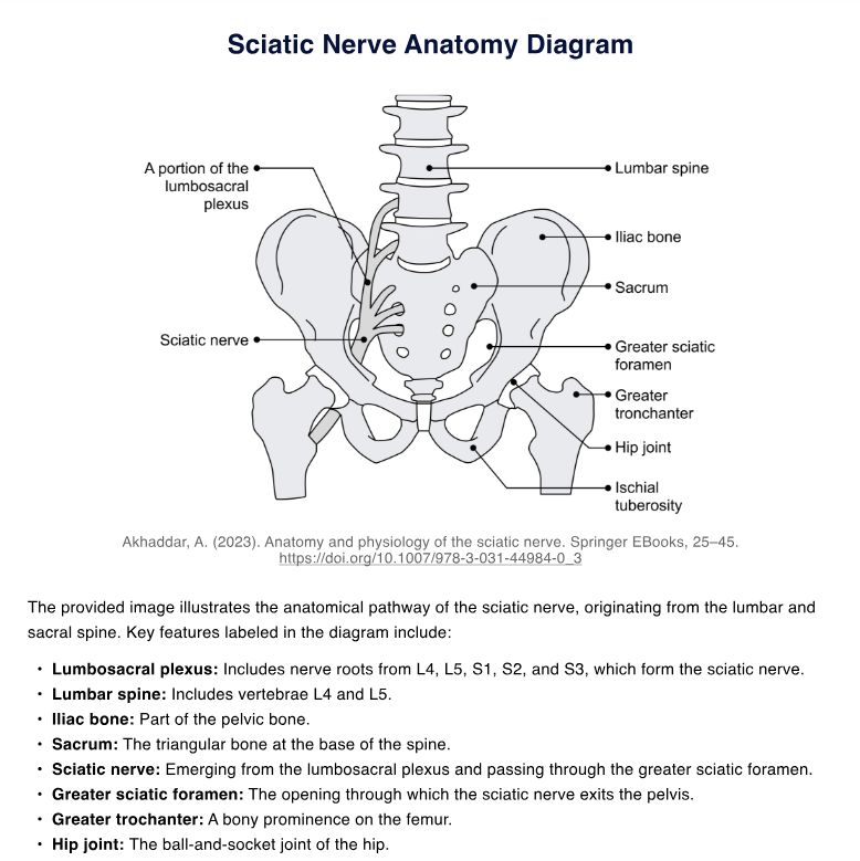 Sciatic Nerve Anatomy Diagram PDF Example