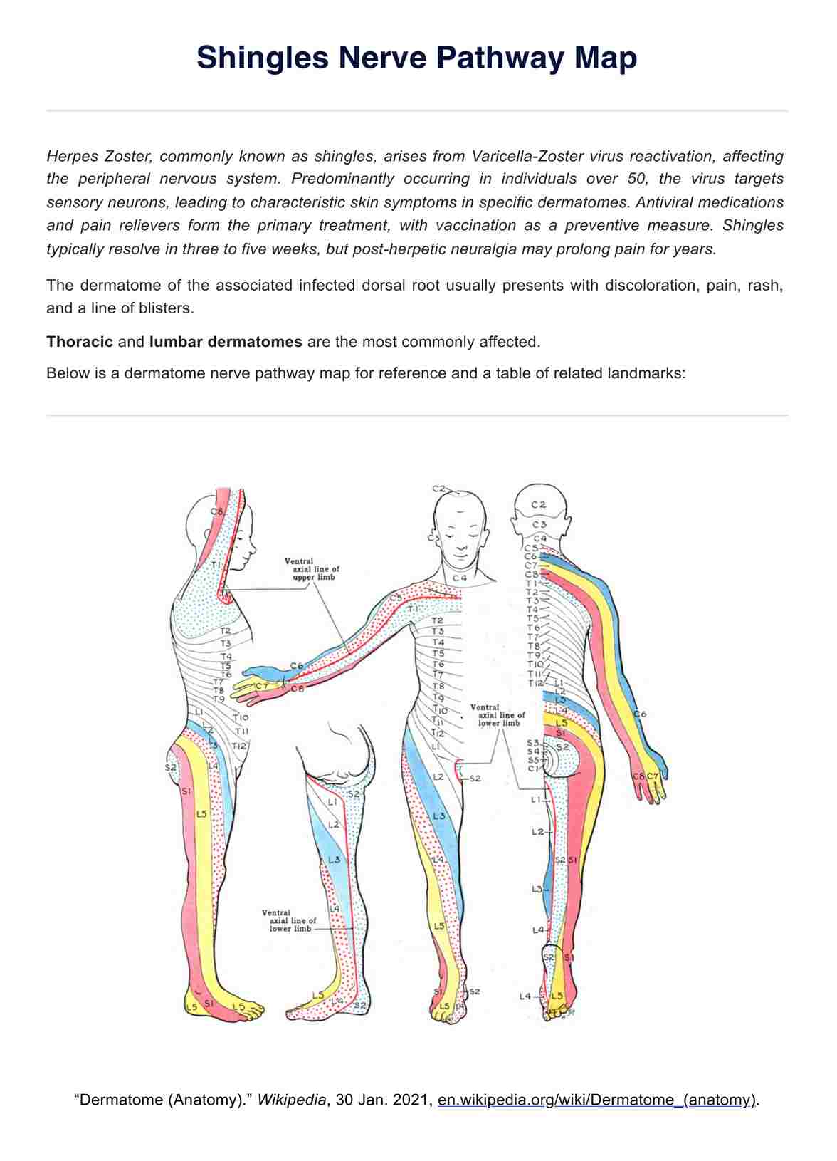 Shingles Nerve Pathways Map PDF Example
