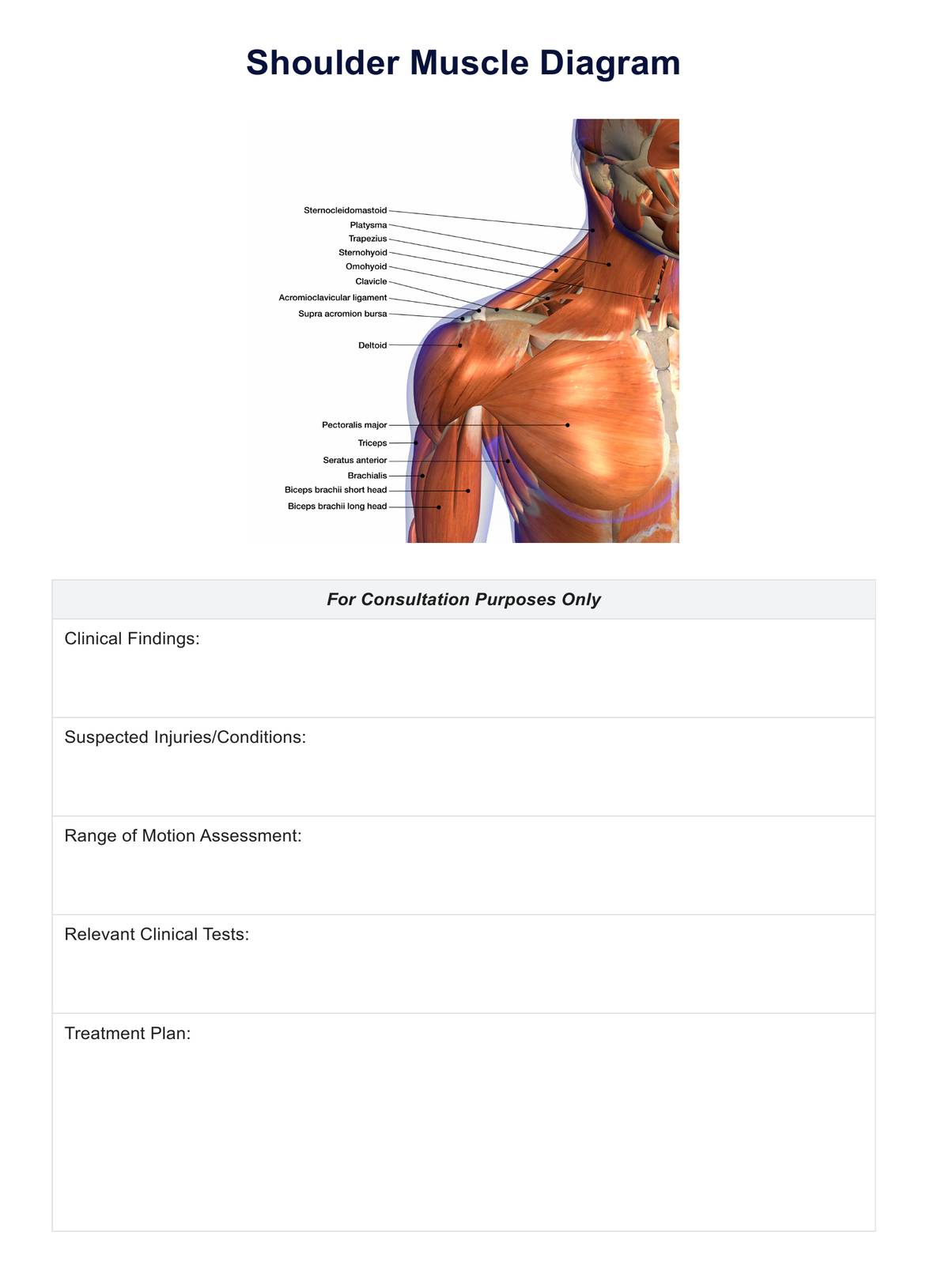 Shoulder Muscle Diagram  PDF Example