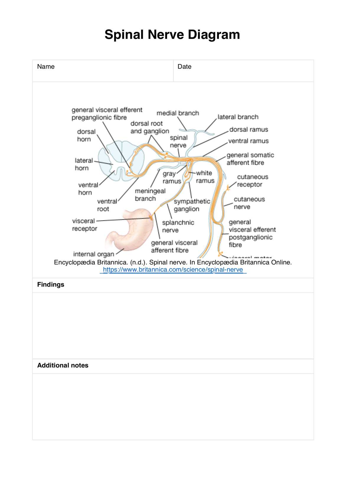 Spinal Nerve Diagram PDF Example
