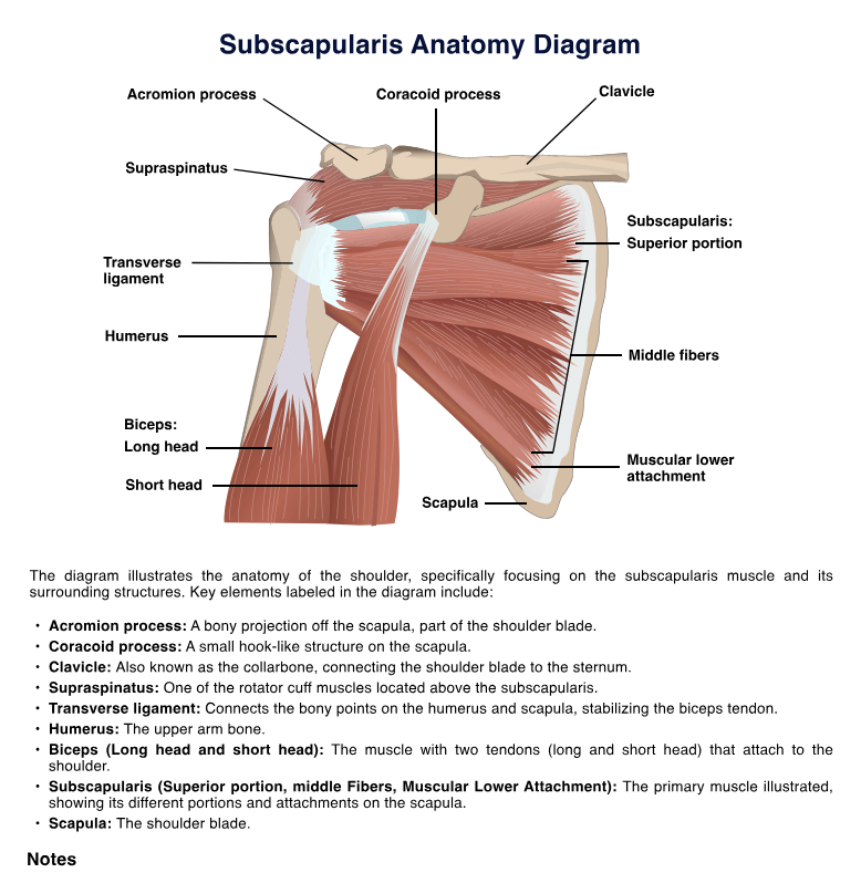Subscapularis Anatomy Diagram PDF Example