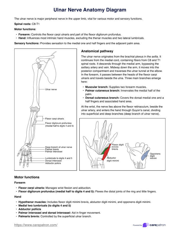 Ulnar Nerve Anatomy Diagram PDF Example