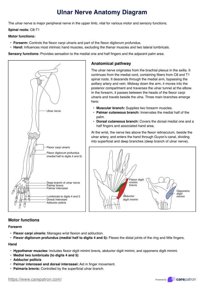 Ulnar Nerve Anatomy Diagram PDF Example