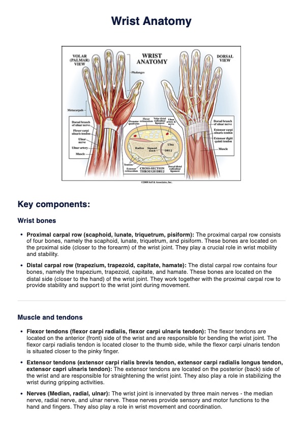 Wrist Anatomy Diagram PDF Example